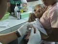 Малярия вырабатывает устойчивость к лекарствам