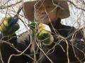 Южнокорейцы меняют город на село Южнокорейцы меняют город на село