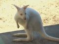 В зоопарке Ярославля живёт белый кенгуру