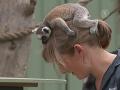 Сотрудница зоопарка выкормила лемура