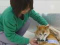 Дом престарелых для собак открылся в Японии