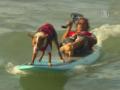 Серфингисты с собаками состязались в Австралии