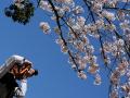 Японцы устремились в парки любоваться сакурой
