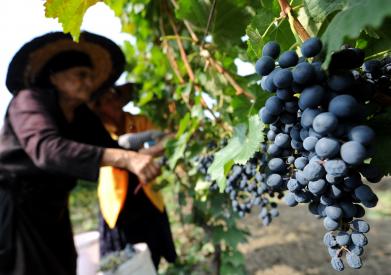 Сбор винограда в грузинской деревне