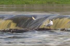 Как рыба в Латвии прыгает через водопад