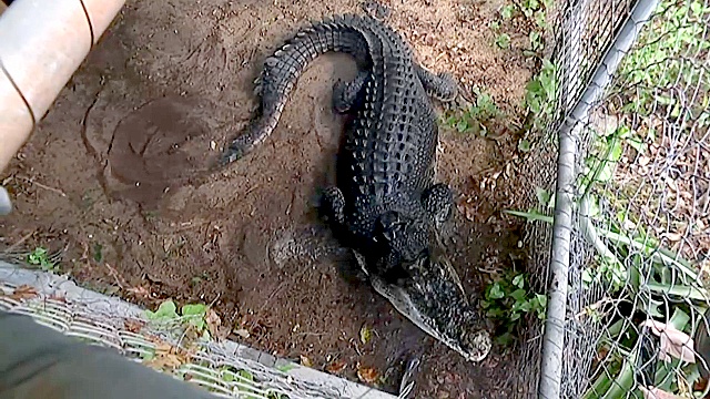 У австралийки живёт домашний крокодил