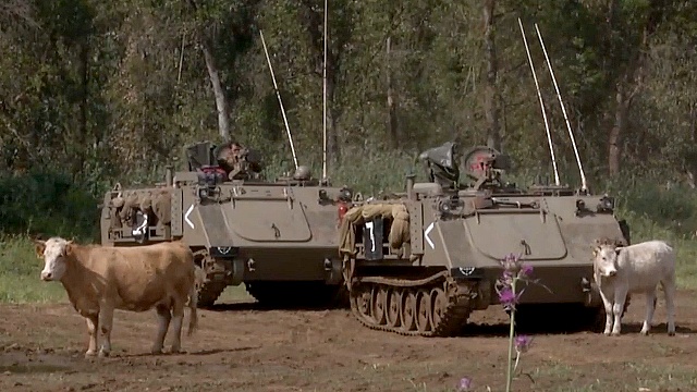 Пастухи в Израиле облюбовали пастбища среди танков