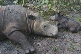 В Индонезии родился носорог вымирающего вида