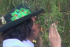 Перуанский эколог женился на дереве