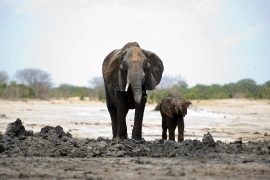 Зимбабве из-за засухи продаёт диких животных