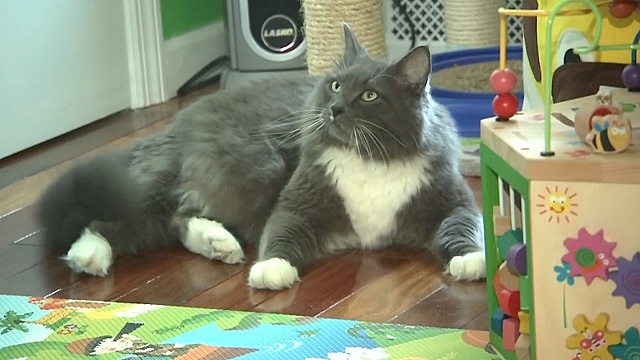 В Нью-Йорке хотят запретить удалять кошкам когти