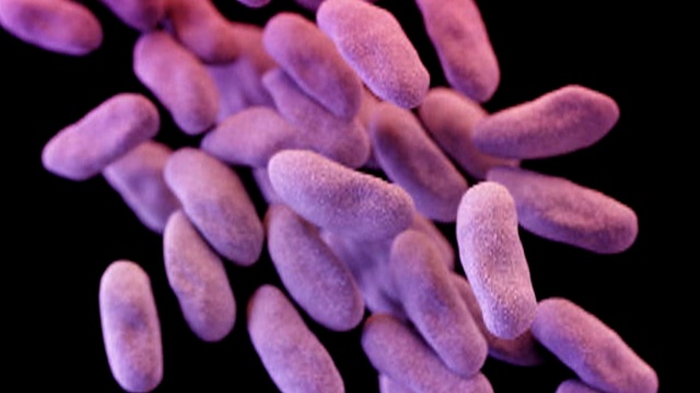 В США нашли бактерию, устойчивую к антибиотикам