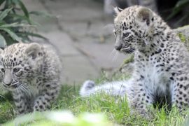 Российские экологи тревожатся за будущее леопардов