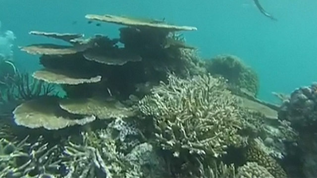 Большой барьерный риф обесцвечен на 35%