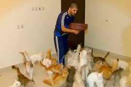 Мужчина содержит приют для кошек в своей квартире