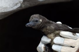 В зоопарке Парижа осмотрели детёнышей пингвина