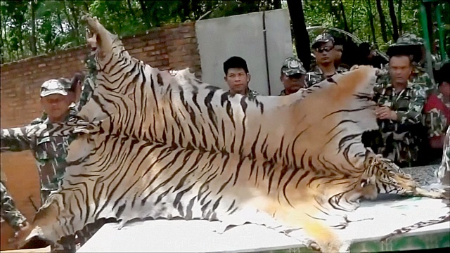 Трёх тайских монахов подозревают в убийстве тигров