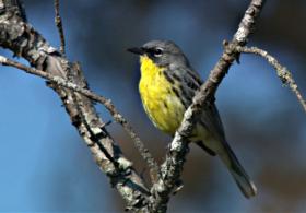 Треть видов североамериканских птиц под угрозой