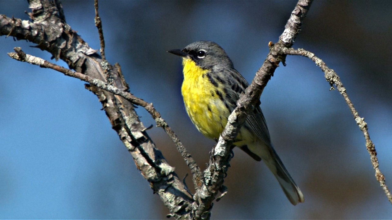 Треть видов североамериканских птиц под угрозой