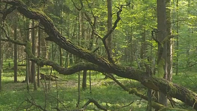 В Беловежской пуще вырубают лес из-за короедов