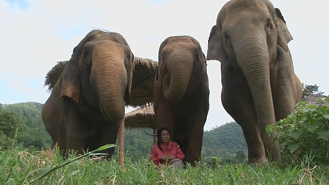 В Таиланде слонам поют колыбельные