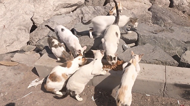 Кошки заполонили заброшенный остров в ОАЭ