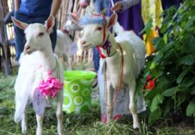 Литва: конкурс красоты среди коз