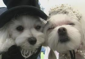 Собачий фестиваль прошёл в Беверли-Хиллс
