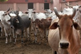 Индийские учёные нашли золото в моче коров