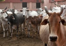 Индийские учёные нашли золото в моче коров