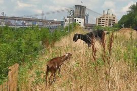 Козы избавляют нью-йоркский парк от сорняков