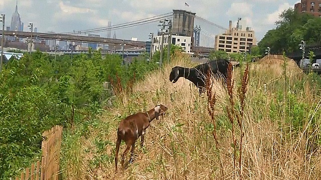 Козы избавляют нью-йоркский парк от сорняков