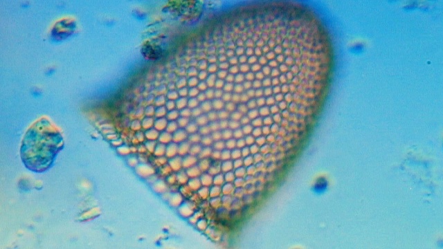 Фитопланктон поглощает больше СО2