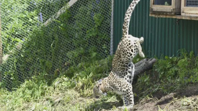 Выращенных в России леопардов отпустили на волю