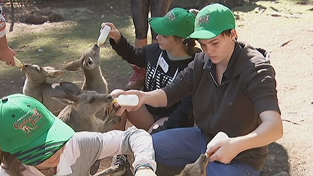 Юных австралийцев учат быть смотрителями зоопарка