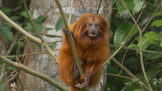 В Бразилии возрождают популяцию крохотных обезьян