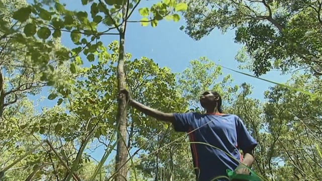 Аборигены Австралии зарабатывают на сливе какаду