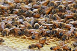 В Нью-Йорке разводят пчёл на небоскрёбах