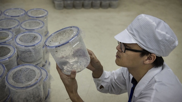 В Китае используют комаров для борьбы с вирусами