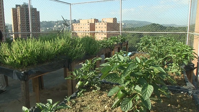 Венесуэльцев призывают выращивать овощи и фрукты на крышах