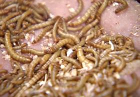 Южная Корея: насекомых интегрируют в пищу