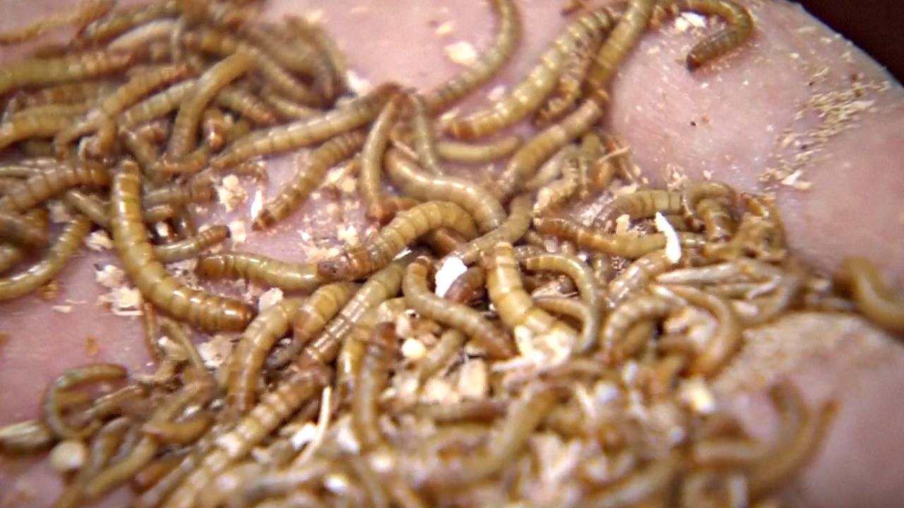 Южная Корея: насекомых интегрируют в пищу