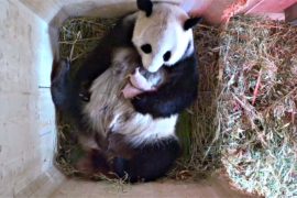 Вена: панда «скрывала» второго детеныша