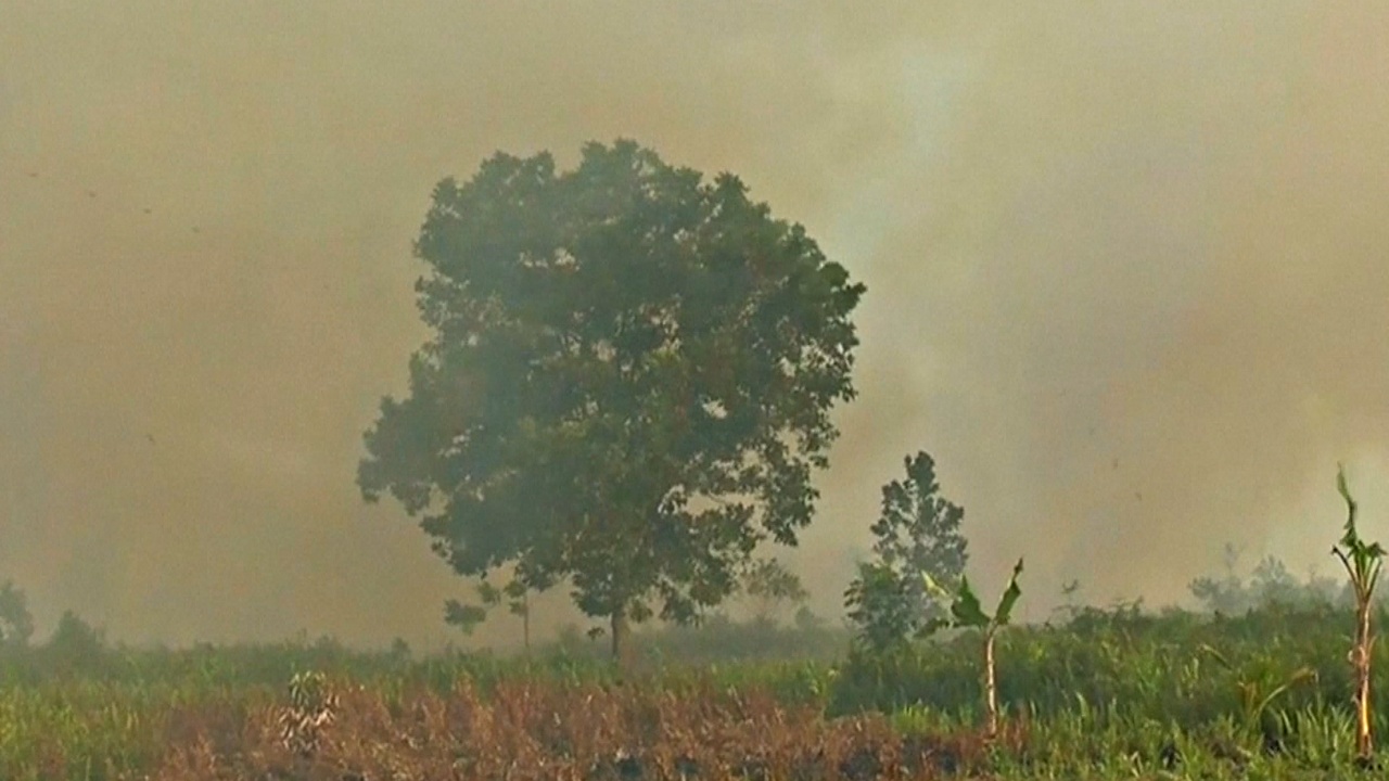 Власти Индонезии: лесные пожары пока под контролем