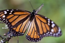 Спасение бабочек-монархов: незаконная вырубка сократилась