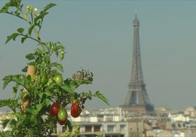 Крыши Парижа: плацдарм для городского огорода