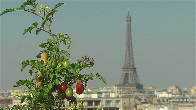 Крыши Парижа: плацдарм для городского огорода