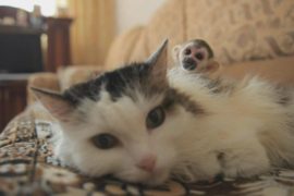 В России кошка стала приёмной мамой для обезьянки