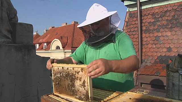 Крышу пражской мэрии облюбовали пчёлы