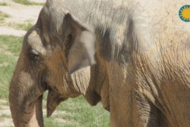 Пожилую слониху лечат от артрита в зоопарке Вашингтона